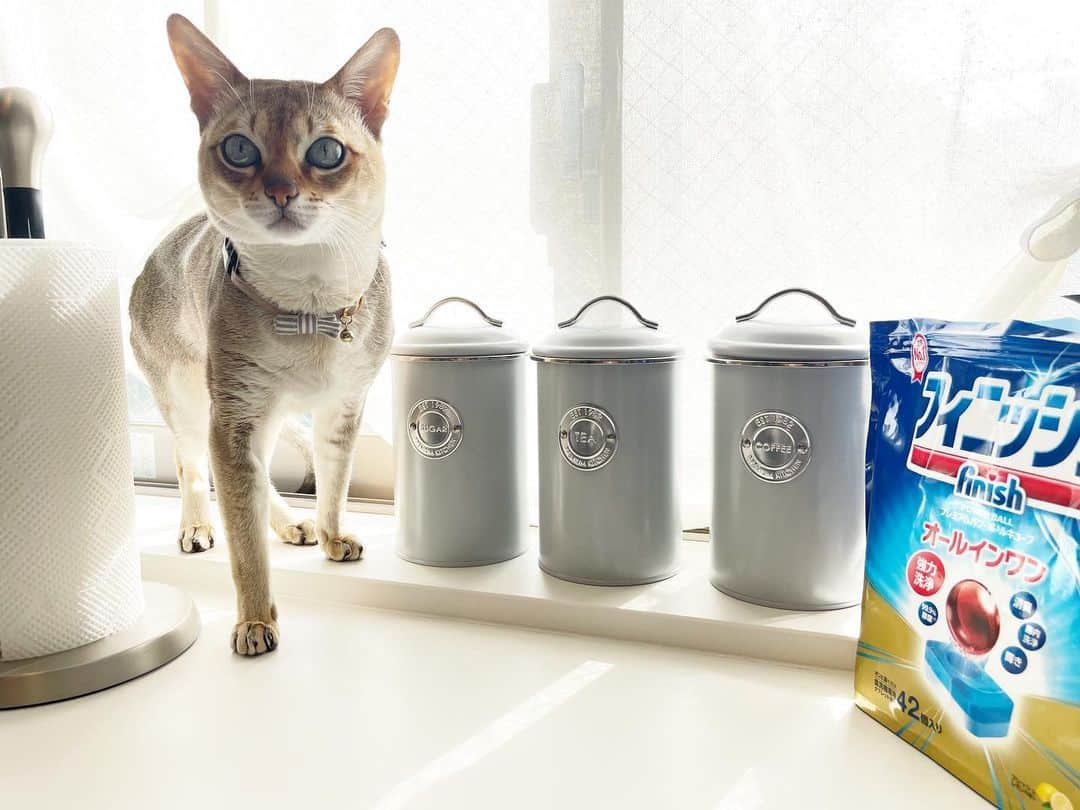 モルト♡Malt(Singapuracat)さんのインスタグラム写真 - (モルト♡Malt(Singapuracat)Instagram)「食洗機の洗剤を保管するケース☝🏻 この家に引っ越して来てから、1年くらいは手洗いで我慢していて、ようやく今年の秋に食洗機を導入できまして。それまで無かったもんだから、専用洗剤の保管場所も用意できてなくて。この窓辺の台に丸出しでした😹 昨日突然思い付いて、この3つの缶のうち『SHUGAR』はずっと空っぽだったんだ！😳 我が家はコーヒーに砂糖入れない派で助かった〜✨ (TEAの缶にはルイボスティー、coffeeの缶にはコーヒー豆) * 3枚目👉🏻:洗剤の匂いモルトは苦手みたいだから、パッキンの蓋付で丁度よかった☺️ * 保管場所が決まってスッキリしてあまりに嬉しくて、どうでもいい情報投稿してしまった😹 * * #catsofinstagram #cats_of_world #cat_features #catloversclub #cutepetclub #bestmeow #bestcats_oftheworld #themeowlife #Excellent_Cats #9gag #シンガプーラ #猫 #ねこ#ねこ部 #ふわもこ部 #ペコねこ部 #猫のいる暮らし #猫とインテリア #ねこのきもち #キッチン #食洗機 #フィニッシュ」12月12日 12時00分 - apy.malt