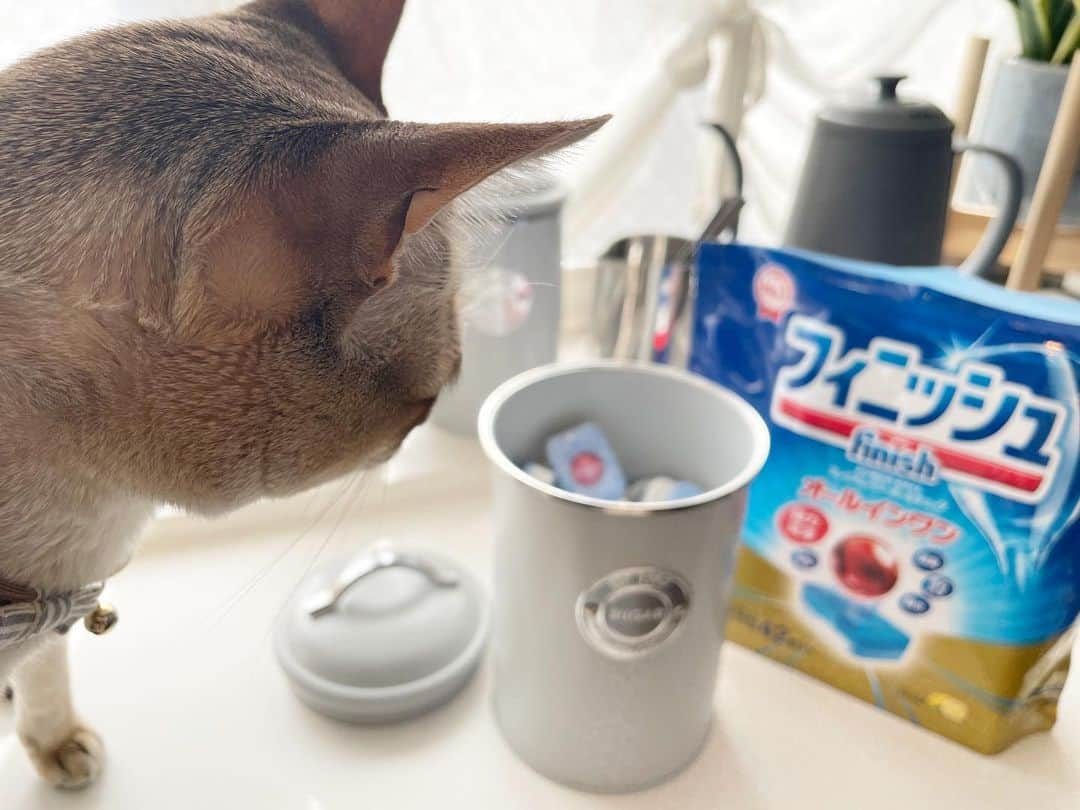 モルト♡Malt(Singapuracat)さんのインスタグラム写真 - (モルト♡Malt(Singapuracat)Instagram)「食洗機の洗剤を保管するケース☝🏻 この家に引っ越して来てから、1年くらいは手洗いで我慢していて、ようやく今年の秋に食洗機を導入できまして。それまで無かったもんだから、専用洗剤の保管場所も用意できてなくて。この窓辺の台に丸出しでした😹 昨日突然思い付いて、この3つの缶のうち『SHUGAR』はずっと空っぽだったんだ！😳 我が家はコーヒーに砂糖入れない派で助かった〜✨ (TEAの缶にはルイボスティー、coffeeの缶にはコーヒー豆) * 3枚目👉🏻:洗剤の匂いモルトは苦手みたいだから、パッキンの蓋付で丁度よかった☺️ * 保管場所が決まってスッキリしてあまりに嬉しくて、どうでもいい情報投稿してしまった😹 * * #catsofinstagram #cats_of_world #cat_features #catloversclub #cutepetclub #bestmeow #bestcats_oftheworld #themeowlife #Excellent_Cats #9gag #シンガプーラ #猫 #ねこ#ねこ部 #ふわもこ部 #ペコねこ部 #猫のいる暮らし #猫とインテリア #ねこのきもち #キッチン #食洗機 #フィニッシュ」12月12日 12時00分 - apy.malt