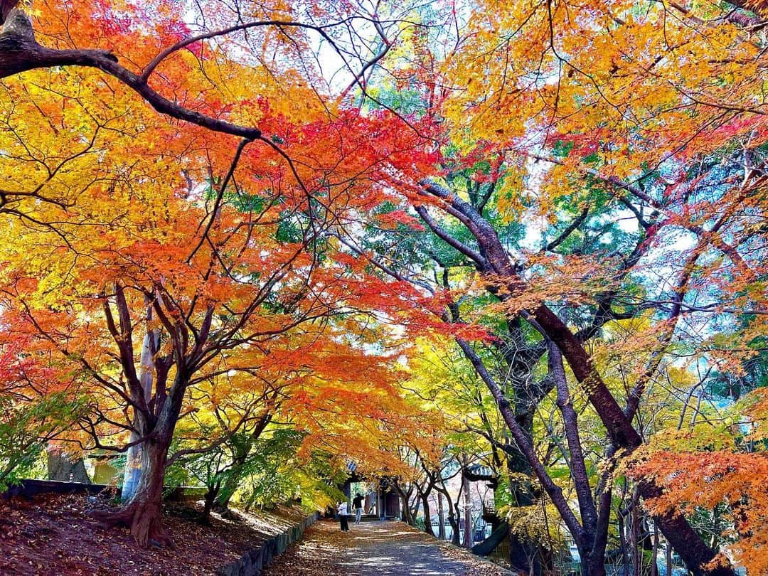 島川未有さんのインスタグラム写真 - (島川未有Instagram)「紅葉🍁丈六寺周辺。今年11月忙しくて、気付けば12月に突入していたのですが、まだこの時期見頃なスポットが残っていて嬉しい💕  #ゴジカル#四国放送#アナウンサー#徳島#紅葉#紅葉スポット#四国#四国紅葉巡り #徳島紅葉#丈六寺#銀杏#紅葉#tokushima#japan#ootd#fashion#女子アナコーデ#アナウンサーコーデ#love#like#followｍe #announcer#photography」12月12日 12時03分 - miyu_shimakawa