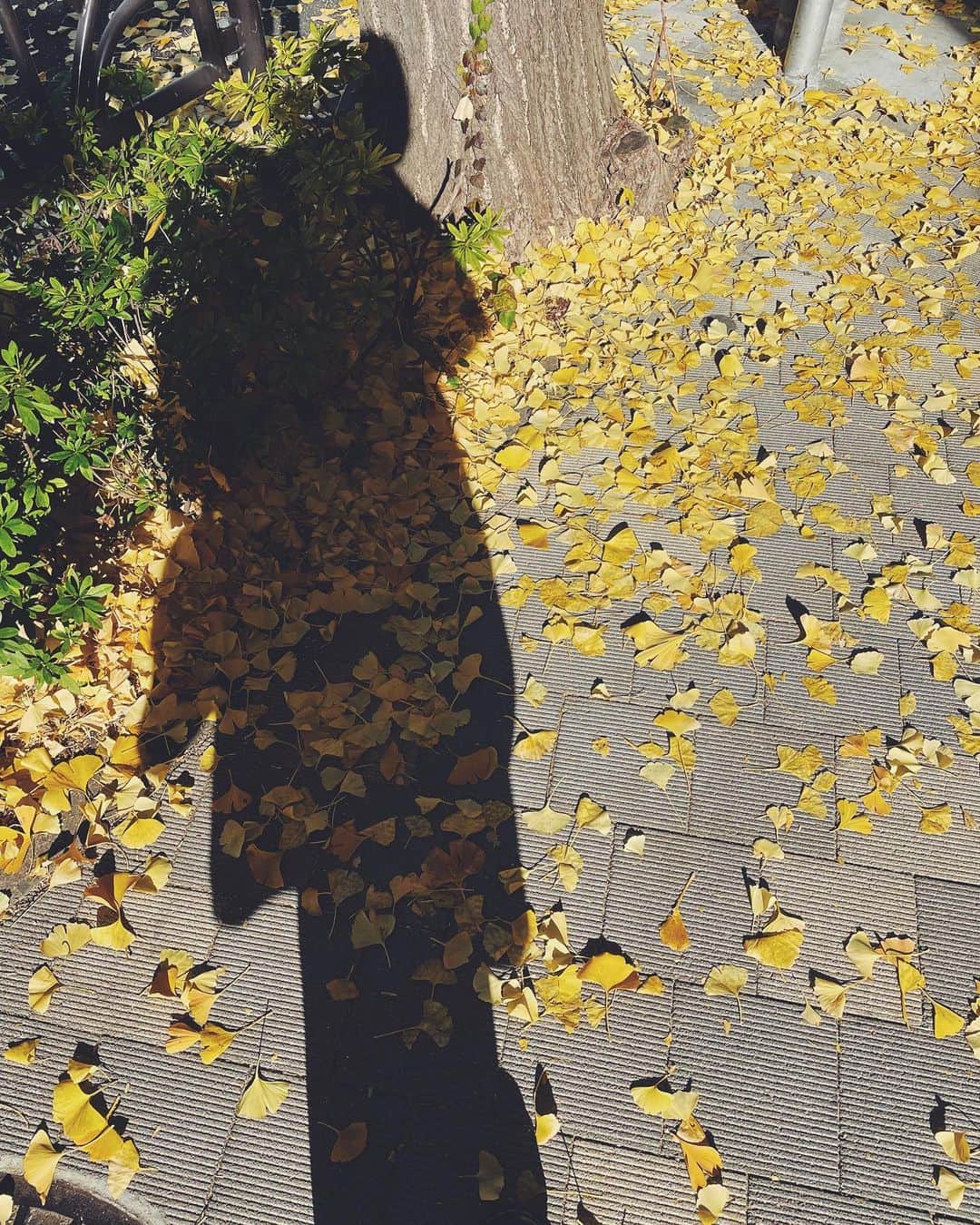 坂東希さんのインスタグラム写真 - (坂東希Instagram)「この上着！ 新しいの！ でも細かい可愛さ写ってない！ 自撮りむずい！ 今日天気良かったね☀️ でも良く考えたら、もう12月なのに 秋みたいだったね🍁  #着せ替えのんこ #ベルトピョーン」12月12日 16時53分 - nozomibando_official