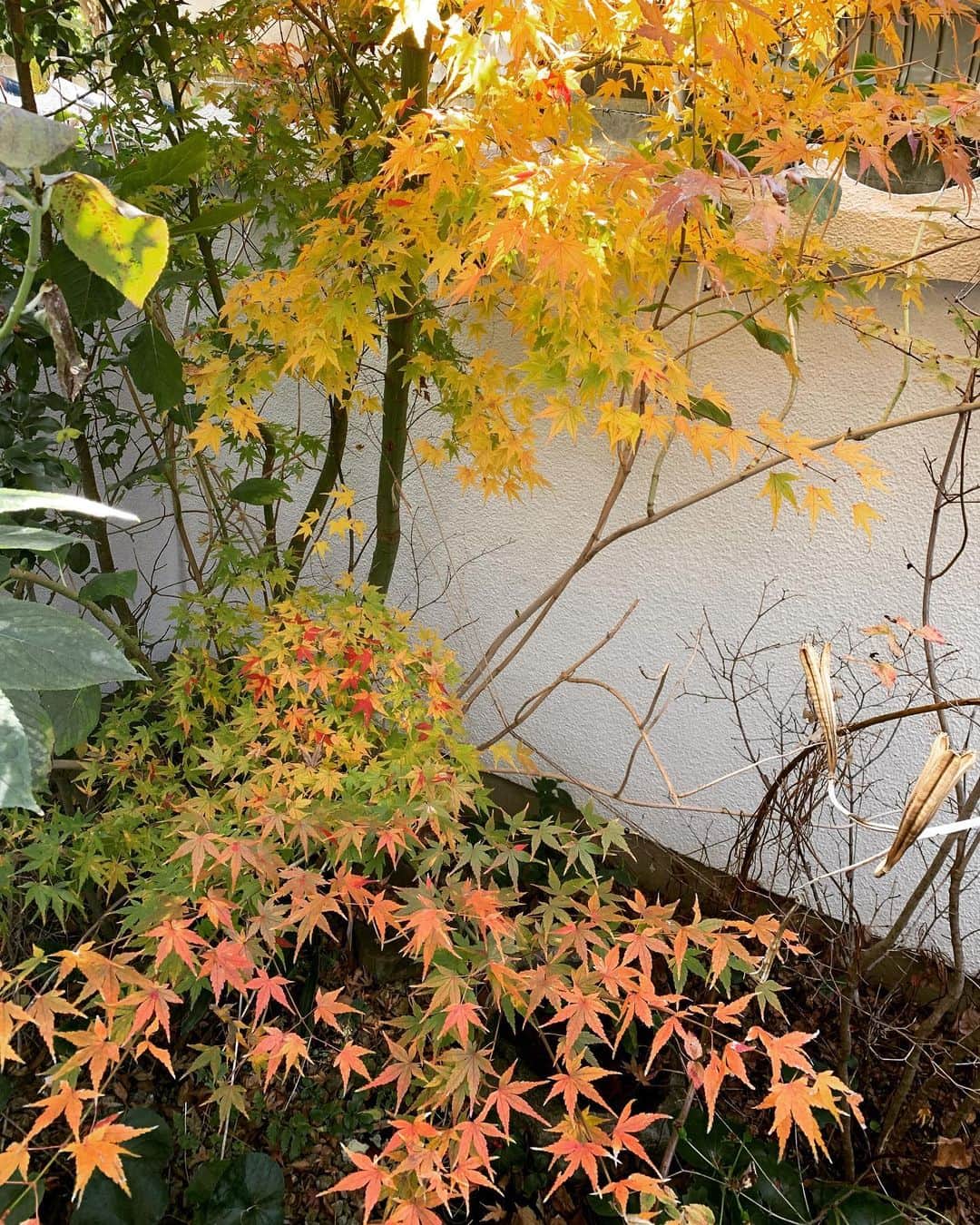 大橋未歩さんのインスタグラム写真 - (大橋未歩Instagram)「庭のモミジが黄金色に☺️ 4枚目、こんな風に色が変わっていくんですね😳  #紅葉」12月12日 19時10分 - o_solemiho815