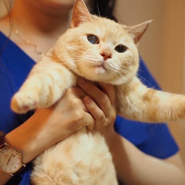 ruiruiのインスタグラム：「マナたんに抱っこされてる福ちゃん。 . お久しぶりの投稿になります。 実は福ちゃんの大好きだったマナたんが自転車で通勤中に交通事故に遭い、跳ね飛ばされて頭蓋骨骨折の大怪我を負いました。 頭を打って出血していたので脳神経外科のICUに入院。 全身打撲で動くのがやっとの状態でしたが、脳内は問題なかったので、すぐに退院させられてしまいました💦 支えがないと歩けなかったので、このまま一人にしておくことがでず、福ちゃん地方に連れて帰ってきました。 今は事故から数日経っているので、一人でも歩くことができるようになりましたが、精神的ダメージがとても大きく不安定な状態になってます。 警察署に行って一緒に事情聴取を受けてきましたが、警察官が車と自転車の写真を見せてくれながら「死ななかったのが不思議な位の事故です‼︎」と言ってました💦 生きていてくれて本当に良かったと心から思ってます。 . ※補足 マナたんは青信号で渡っていて、加速してきた車にはねられました。警察署ではこちらにはなんの落ち度はないと言われました。 . . #生前の福ちゃん #福ちゃんはお星様になりました #猫 #ねこ #にゃんこ #茶トラ #保護猫 #cat #cats #ilovecats #ilovemycat #instacat #Instagramcats #bestcats_oftheworld」