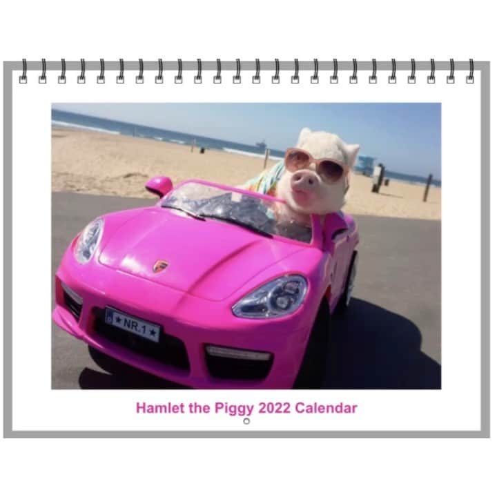 のインスタグラム：「2022 Hamlet the Piggy calendar now available!!  55% off with DISCOUNT CODE EOY21! Link in my bio!」