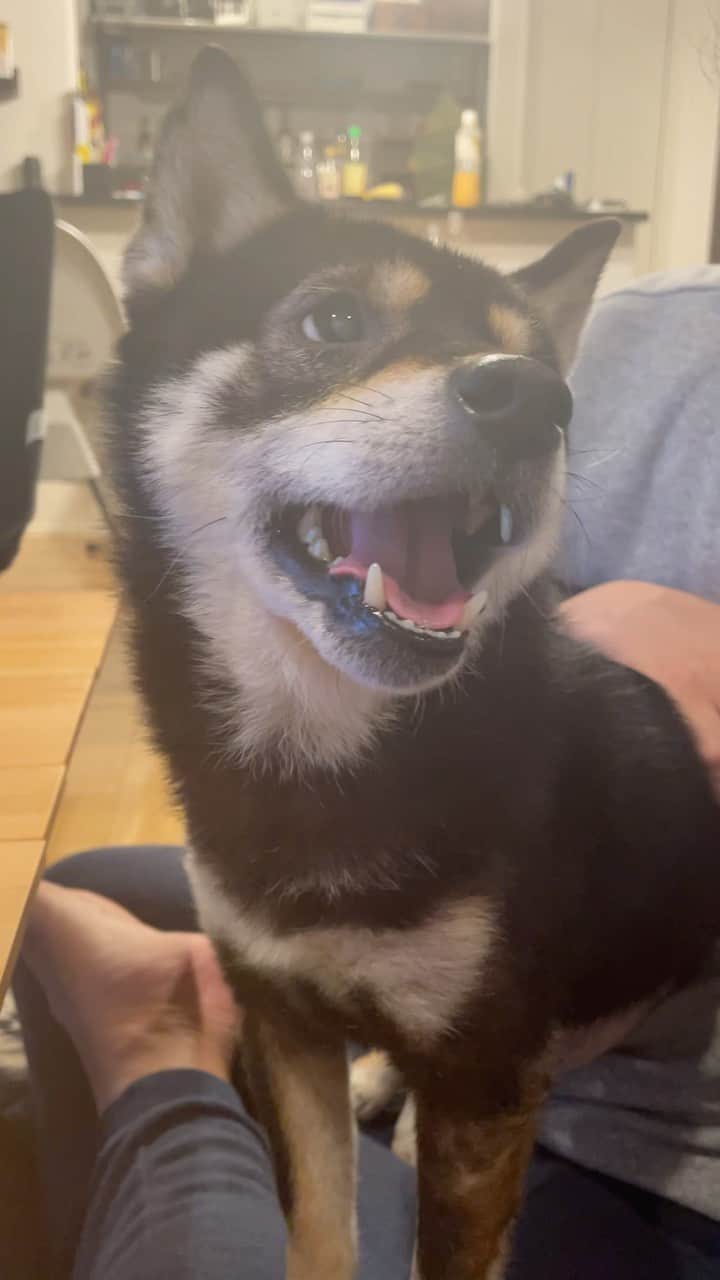 まめ丸のインスタグラム：「* * パパのおひざでまったりタイム🐶💓 ねるまえのこの時間がすきなんだよね🐶⭐️ * * #まめ丸とパパ #チラッとみえる白目がいいでしょ #なんか光で見づらくてごめんね🐶💦 * #柴犬#豆柴##柴#黒柴#犬#しばいぬ#shiba#shibainu#shibalove#shibastagram#shibagram#instadog#dogstagram#dogsofinstagram#puppysofinstagram#dog#instashiba#weeklyfluff#boopthesnoot」