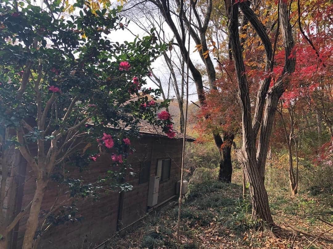 我妻マリのインスタグラム：「この冬の最後に、茶梅の花と様々な樹木が美しい紅葉を見せてくださって、どうもありがとう。また一緒に新しい年を迎えましょうね。」