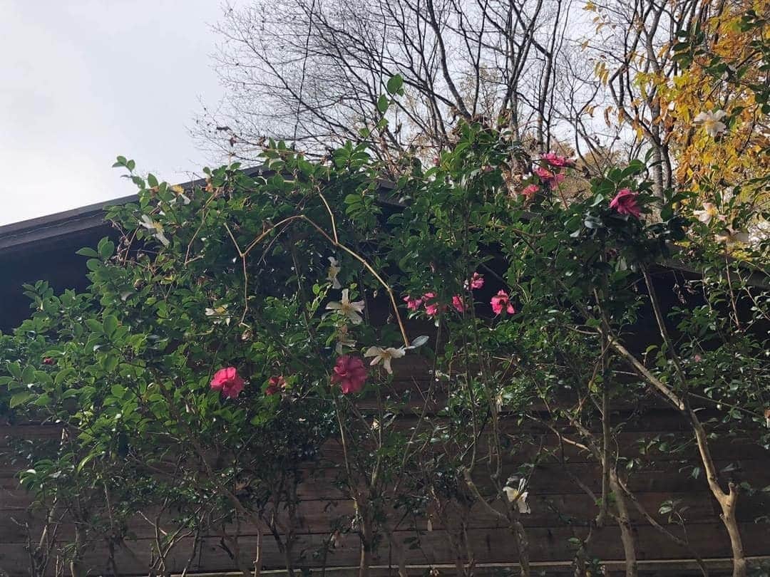 我妻マリのインスタグラム：「紅白の茶梅さん、沢山咲いてくれて 今年もどうもありがとう。」