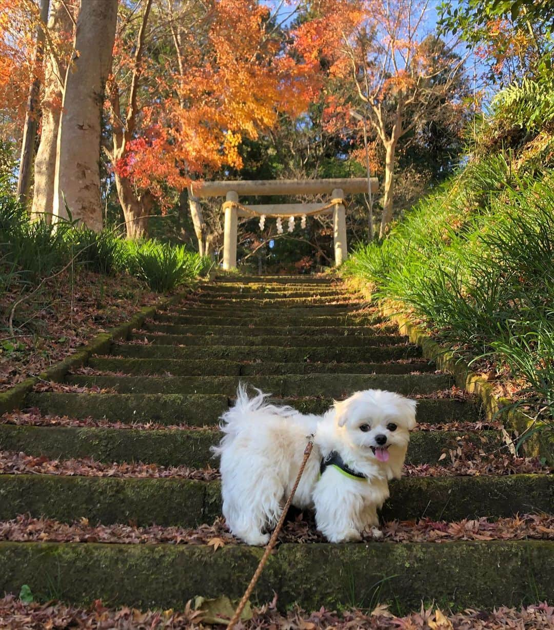 小野真弓のインスタグラム