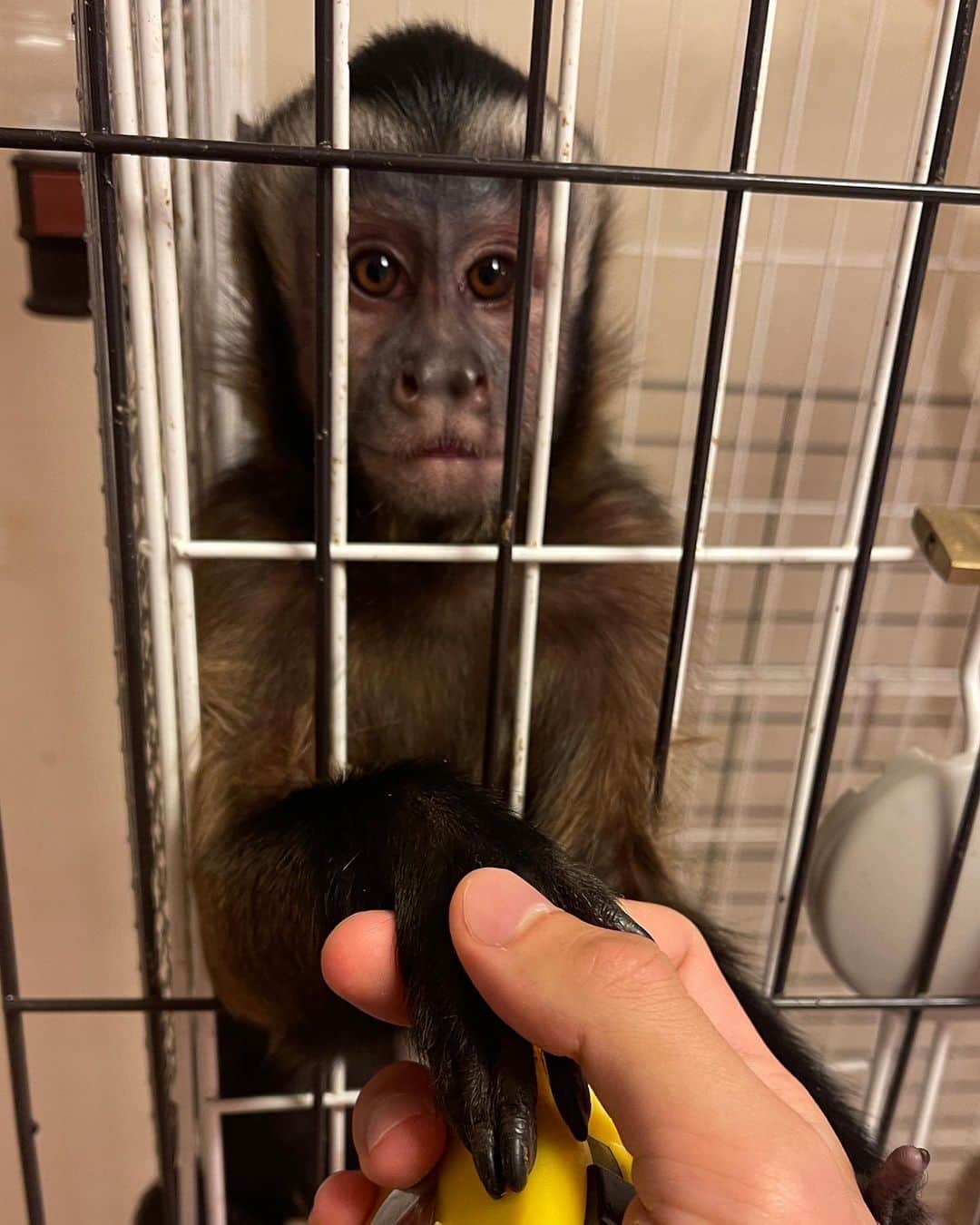 のインスタグラム：「握手🤝 #猿　#フサオマキザル　#ペット」
