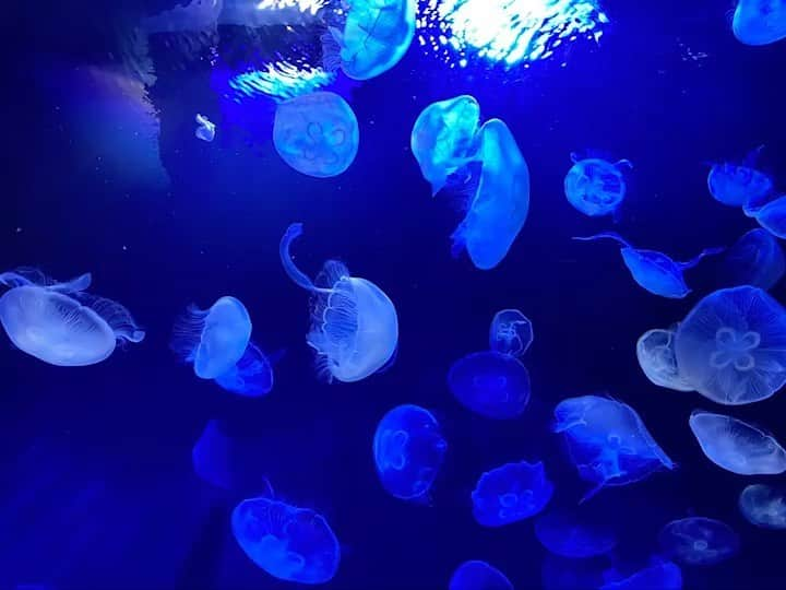 Shine&Shineのインスタグラム：「毎年この時期のイベント✨ 【サンシャイン水族館　貸切大撮影会】協賛させて頂きました🍹 今年で3回目❗️来年も是非👍  #shineandshine #オレンジシューズ #グレープフルーツジュース #キウイジュース #ぶとうジュース #ストレート果汁 #ブルーベリー #果汁#100#無添加 #フルーツジュース#高級 #濃縮還元ではない#ストレート果汁 #ストレート果汁100パーセント #コンビニ#ファミリーマート #成城石井#山陽マルナカ#ヨークベニマル＃サンシャイン#写真撮影会＃サンシャイン水族館」