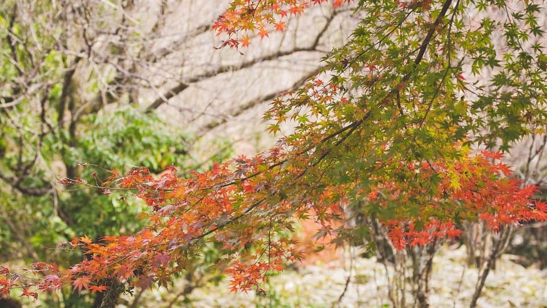 小川貴之のインスタグラム：「紅緑葉？」