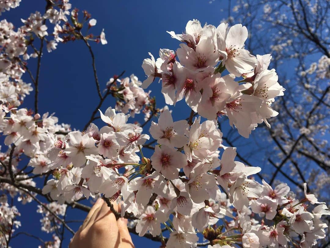 橋村依里南（泉屋アイナ）さんのインスタグラム写真 - (橋村依里南（泉屋アイナ）Instagram)「まだ冬だけど桜みたいな🌸  今年もなんだかんだ忙しくてゆっくり桜見れなかったけど、来年は桜をゆっくり観に行きたいです🤗🌸  だがしかし、時期的に花粉症との戦いで、目が痒すぎて辛い時期でもある🥺笑笑  #花 #flower #flowers #桜」12月14日 14時23分 - h__irina_a