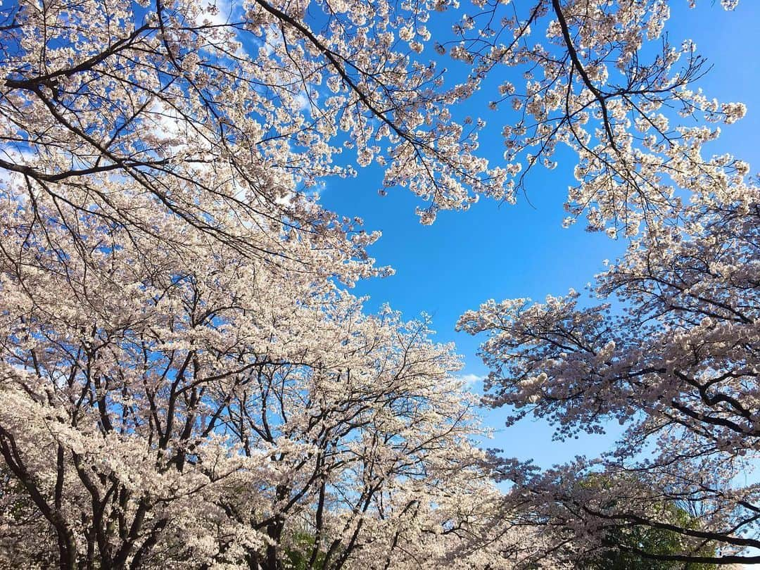 橋村依里南（泉屋アイナ）さんのインスタグラム写真 - (橋村依里南（泉屋アイナ）Instagram)「寒いってわかってはいるんだけど、草原みたいなとこで転がって空眺めたい⛰  いよいよ大地に転がりたい周期になってきました⛄️ ※こういうの言うと勘違いされるけど病んでるわけじゃないよww定期的に地球に転がって空眺めて癒されて浄化されてるだけよ🌏  地球好き☺️🌼  はしこは山にキャンプとか行って🏕虫被害にあうのは好きじゃないけど、河川敷や草原みたいなとこで大の字になって空見るのはとても好き🥰💓 バッタくらいなら大丈夫☺️  #花 #flower #flowers」12月14日 14時41分 - h__irina_a