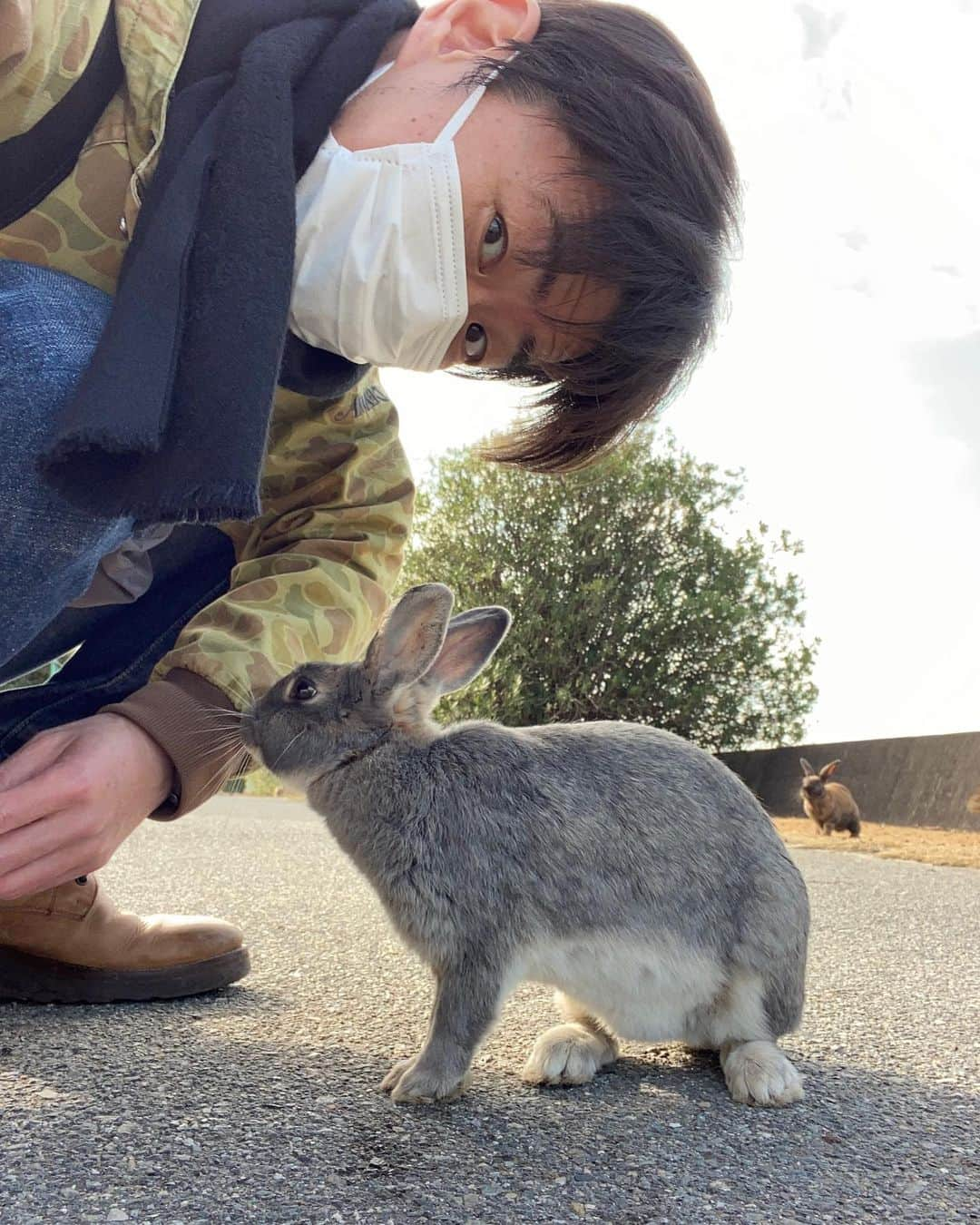 清水けんじのインスタグラム：「はぅん😍 可愛すぎた😍😍😍  #うさぎ島 #大久野島 #夜行バスで行って #東福山に向かい #そこから忠海駅に行って #そこで朝イチの船で島に向かう #おかげでうさぎ一人占め #キャベツひとたまカットして持って行った #一瞬でなくなった」