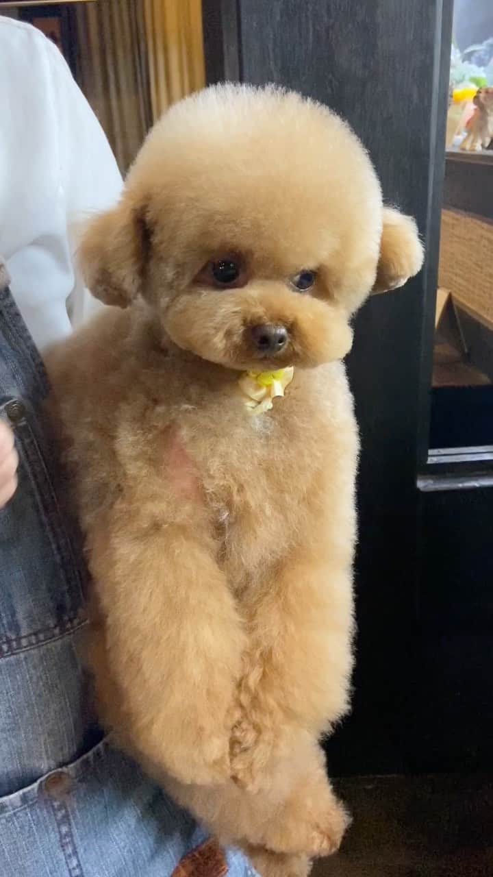 しらす先輩のインスタグラム