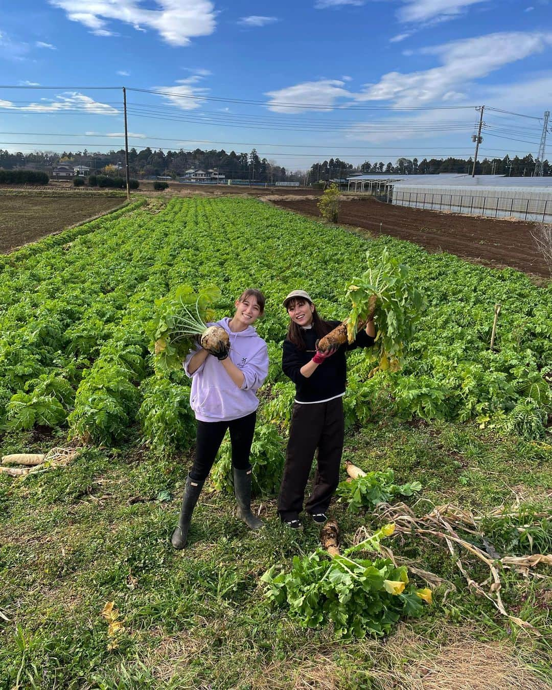 石川恋さんのインスタグラム写真 - (石川恋Instagram)「#恋の畑日記 続き🥕 冬の大収穫祭 with トラ🐯 今日は根菜編〜〜 牛蒡、大根、菊芋を収穫🥔 菊芋は"食べるインスリン"と呼ばれていて 血糖値の上昇を抑える効果があったり、 腸内環境を整えて免疫力UP＆デトックス効果も抜群！ その他にもたくさんの健康効果がある無敵の野菜🔥 紅はるかの焼き芋も美味しすぎた🤤🍠 採れた野菜たちで何作ろうかな〜〜！ #恋とトラと野菜 #恋と野菜 #ベジ活 #農業 #畑」12月14日 19時20分 - ren_ishikawa