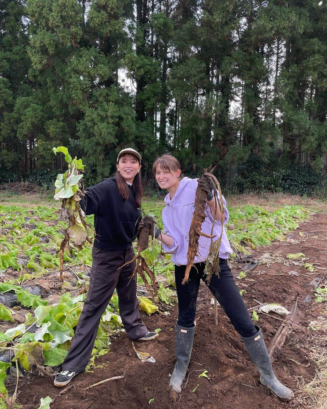 石川恋さんのインスタグラム写真 - (石川恋Instagram)「#恋の畑日記 続き🥕 冬の大収穫祭 with トラ🐯 今日は根菜編〜〜 牛蒡、大根、菊芋を収穫🥔 菊芋は"食べるインスリン"と呼ばれていて 血糖値の上昇を抑える効果があったり、 腸内環境を整えて免疫力UP＆デトックス効果も抜群！ その他にもたくさんの健康効果がある無敵の野菜🔥 紅はるかの焼き芋も美味しすぎた🤤🍠 採れた野菜たちで何作ろうかな〜〜！ #恋とトラと野菜 #恋と野菜 #ベジ活 #農業 #畑」12月14日 19時20分 - ren_ishikawa