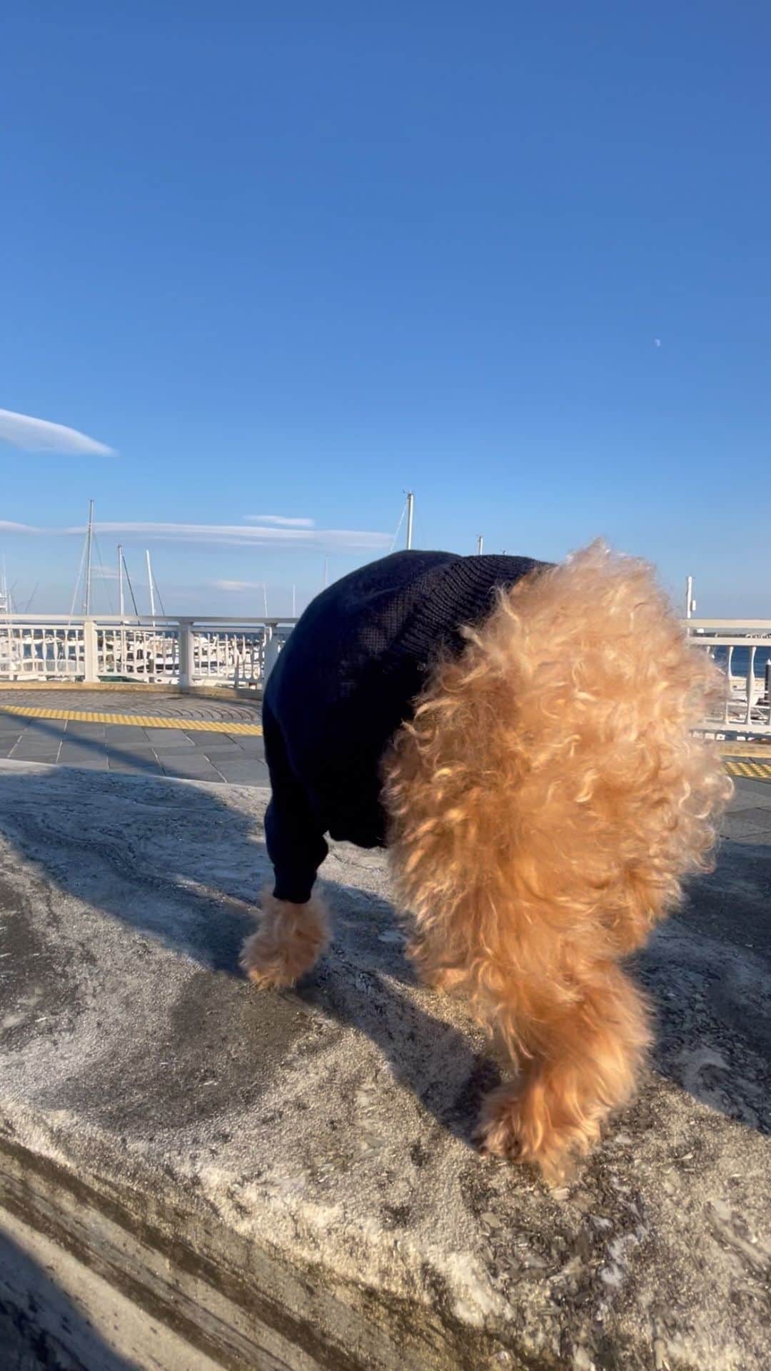 藤島妃呂子のインスタグラム：「ROROと風にあたりに。 思ったより強風だったみたい。。。飛ばされそうになってました😅  #プードル　 #ティーカッププードル #犬のいる暮らし  #poodle #teacuppoodle  #lifewithdogs」