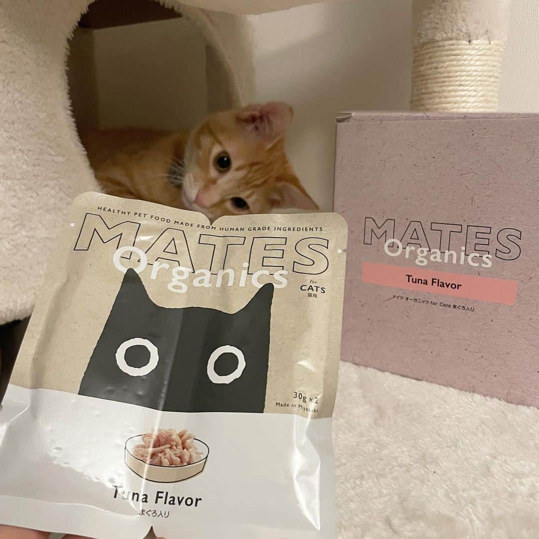 柚月瀬那さんのインスタグラム写真 - (柚月瀬那Instagram)「もうすくシンバ君のペットフード切らしちゃうから新しいオーガニックの試してみたよ❗️ツナ味(グレインフリー、着色料•香料不使用、ヒューマングレード)うちの子はすっごく気に入ってました🐱 犬用のもあるみたいだから実家に送ろうと思います👍 @mates_organics 🐶🐱  PR @mates_organics #MATES_organics #メイツオーガニック #ペットフード #犬の食事  #猫の食事 #ペットのいる暮らし　#pr」12月14日 20時44分 - iam13dearu