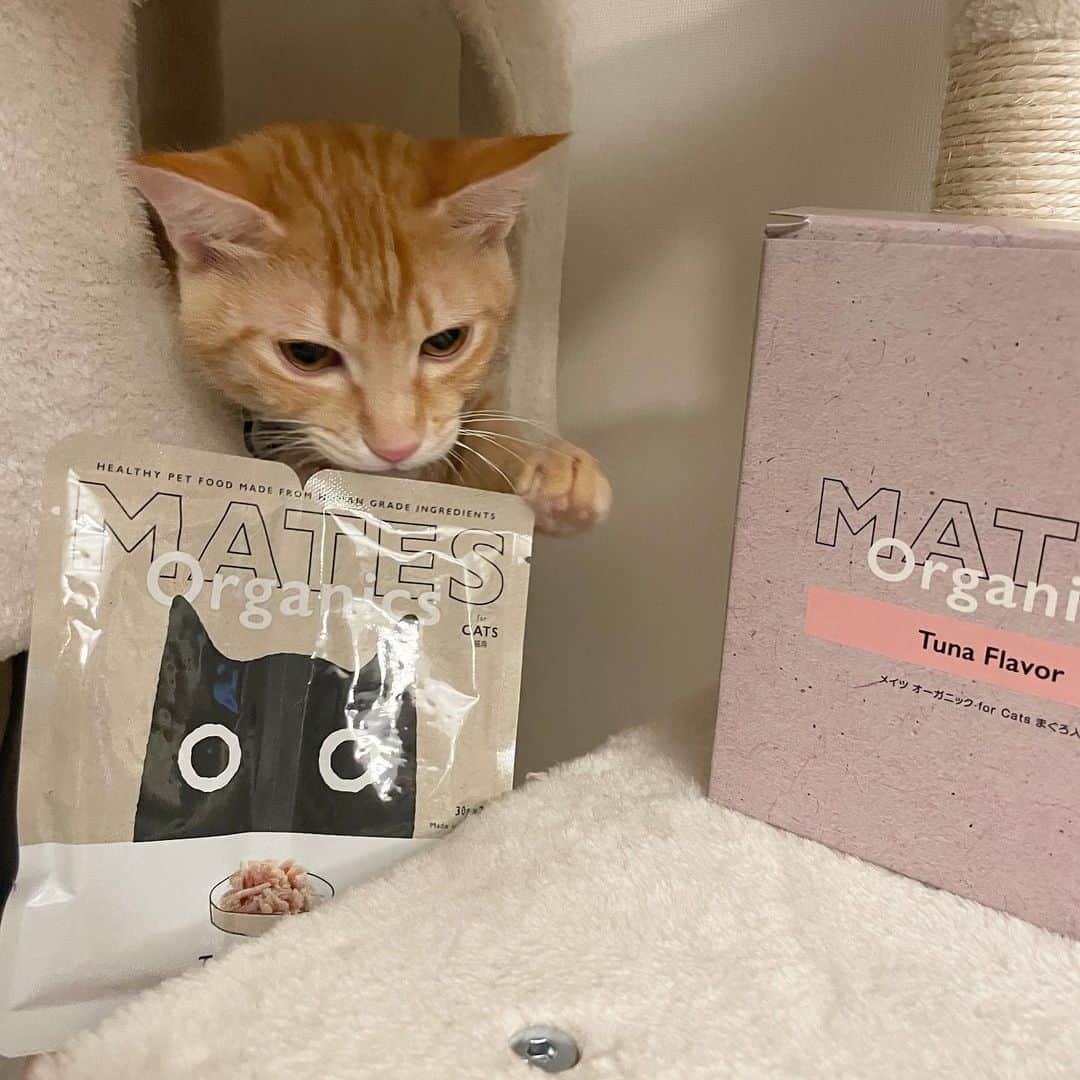 柚月瀬那さんのインスタグラム写真 - (柚月瀬那Instagram)「もうすくシンバ君のペットフード切らしちゃうから新しいオーガニックの試してみたよ❗️ツナ味(グレインフリー、着色料•香料不使用、ヒューマングレード)うちの子はすっごく気に入ってました🐱 犬用のもあるみたいだから実家に送ろうと思います👍 @mates_organics 🐶🐱  PR @mates_organics #MATES_organics #メイツオーガニック #ペットフード #犬の食事  #猫の食事 #ペットのいる暮らし　#pr」12月14日 20時44分 - iam13dearu