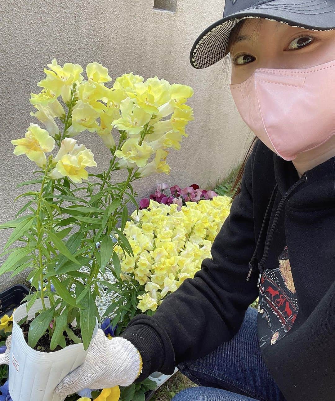水谷雅子さんのインスタグラム写真 - (水谷雅子Instagram)「先日庭に花を植えました。😃🎶 この時期園芸店ではいろいろな色のパンジー、ビオラがたくさんあり、どれにしようか悩みますよね。 パンジー、ビオラは半年近く開花し続ける花とは言え、1月～2月の低温期は花が休むのが自然です。 冬場は、花は少なくなりお休みがちになります。冬場は暖かい春のために花芽を作る時期なのです。 今年はチューリップも沢山植えたので春が楽しみです。🌷☺️ #庭#ガーデニング#花の植え替え #バンジー#ビオラ#キンギョソウ#ノースポール #アリッサム#チューリップ #ほうかえん #水谷雅子#水谷雅子beautybook50の私  #水谷雅子の美容の秘訣シリーズ」12月14日 20時56分 - mizutanimasako