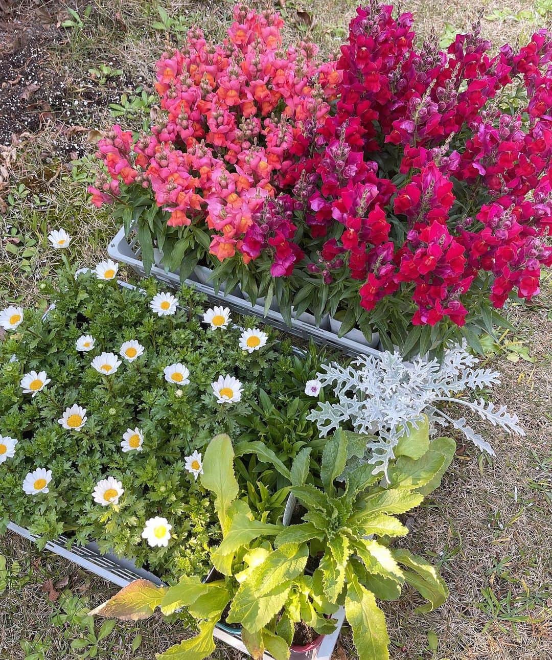 水谷雅子さんのインスタグラム写真 - (水谷雅子Instagram)「先日庭に花を植えました。😃🎶 この時期園芸店ではいろいろな色のパンジー、ビオラがたくさんあり、どれにしようか悩みますよね。 パンジー、ビオラは半年近く開花し続ける花とは言え、1月～2月の低温期は花が休むのが自然です。 冬場は、花は少なくなりお休みがちになります。冬場は暖かい春のために花芽を作る時期なのです。 今年はチューリップも沢山植えたので春が楽しみです。🌷☺️ #庭#ガーデニング#花の植え替え #バンジー#ビオラ#キンギョソウ#ノースポール #アリッサム#チューリップ #ほうかえん #水谷雅子#水谷雅子beautybook50の私  #水谷雅子の美容の秘訣シリーズ」12月14日 20時56分 - mizutanimasako