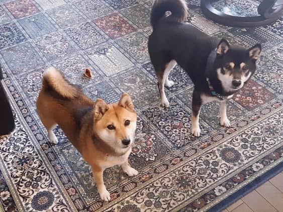 佐久間あすかのインスタグラム：「おやつ！！ おなかいっぱいワン🐶 おやすみ〜✨」