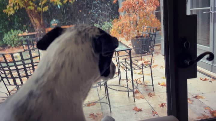 アレクサンドラ・ダダリオのインスタグラム：「LA rain」