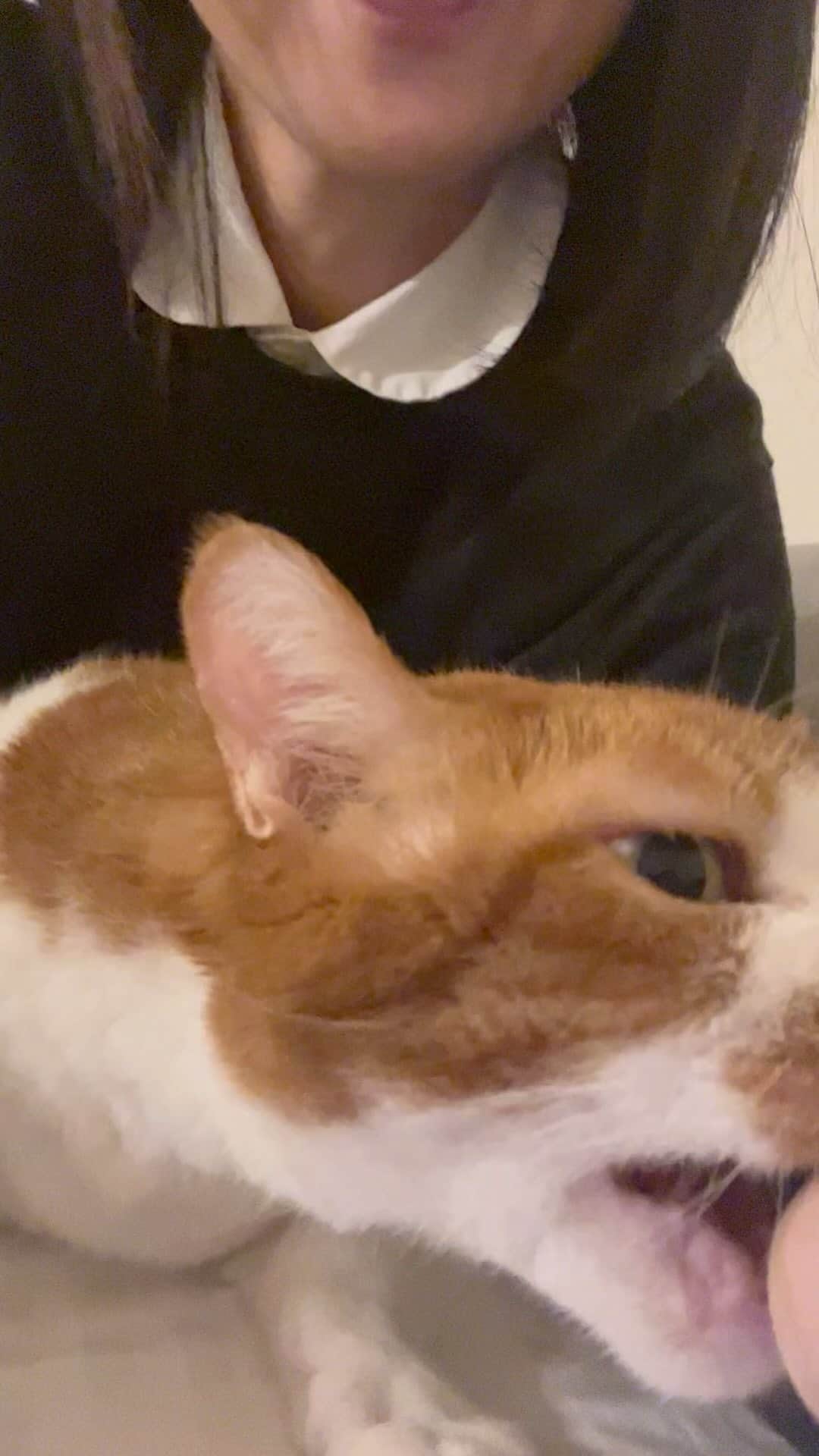 のインスタグラム：「夜のひととき   #ハナちゃん  #おまえに  #ムード歌謡がよく似合う猫  #ねこのいる生活   #ねこすたぐらむ   #ムード歌謡と猫  #ねこのきもち   #ねこ  #ねこのいる暮らし  #親が車で聴いてたな  #8トラで   #厚切りトーストみたいなの  #ガシャンって入れて」
