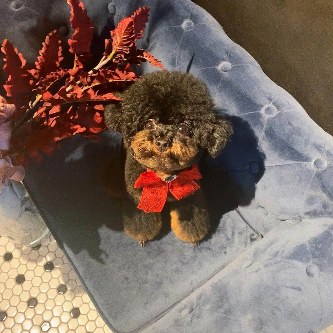 秋倉諒子さんのインスタグラム写真 - (秋倉諒子Instagram)「"わんこ飼って諒子終わったな" でご存知の方もいるかも知れません。笑 ぷー子です💓 くまたんになりました🧸🌹 (番組内で耳に着いてた赤いリボン？がダサかわでツボでした笑)  #toypoodle#poodle#poodlegram#poodlelove#toypoodlegram#toypoodlelove#dog#dogstagram#dogstagram_japan  #トイプードル#トイプー#プードル#ブラックタン#ブラックタントイプードル#犬#いぬのきもち#いぬのいる暮らし#いぬすたぐらむ#もふもふ#狗#狗狗日常」12月15日 19時27分 - ryokoak45