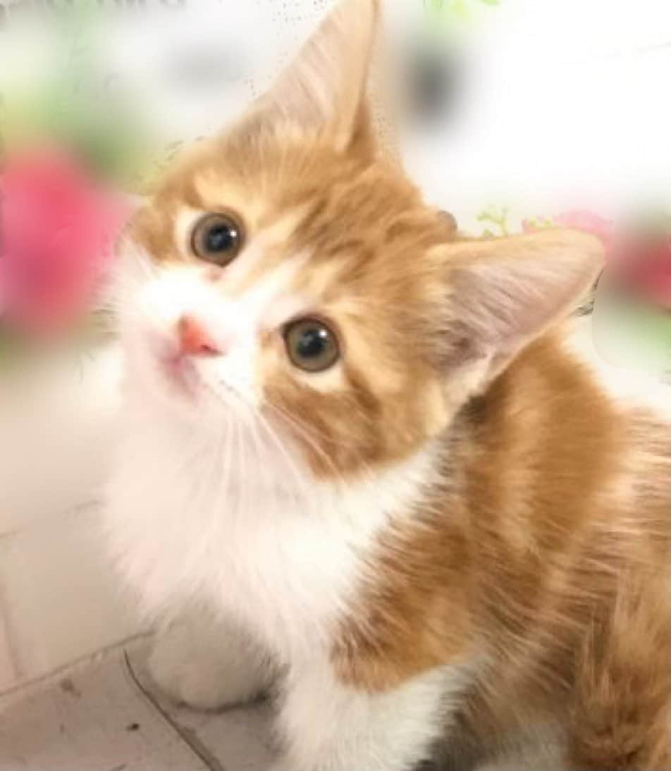 のってんのインスタグラム：「赤ちゃんポコ太🐱天使すぎ☺️」