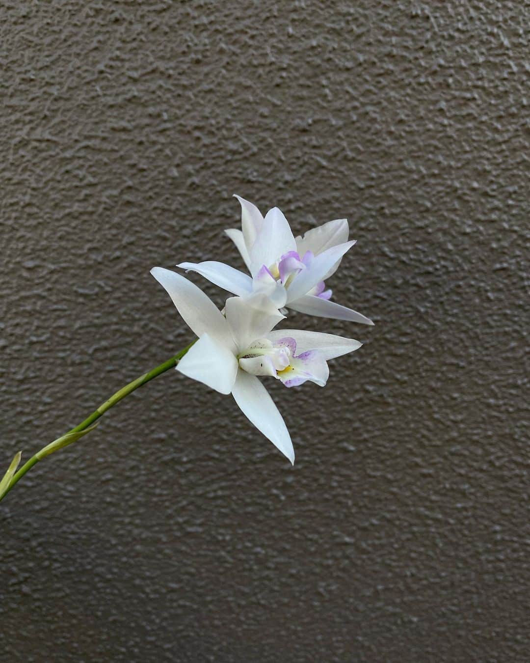 Baekさんのインスタグラム写真 - (BaekInstagram)「Cll.Mizoguchi ‘Princess Kiko  株も小さくて新芽が出るのもゆっくりで今年花を見るのは諦めていたけど細くて長い花芽がどんどん伸びて蕾も三つもつきました！蕾の時は紫〜ピンクの色でどんどんクリーム色になって咲きます。中のリップ色も綺麗🤍 ほんのり石鹸のような香りがします🧼 最近バタバタして途中の写真が全然記録できなかった🥲」12月15日 20時14分 - baek1030