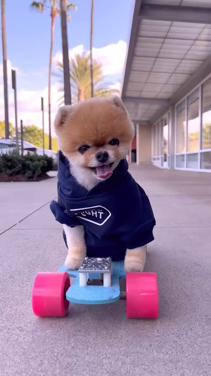 jiffのインスタグラム：「#ad Jiffpom has really been enjoying his personalized dog food from @justrightpetfood . Each blend of food is created with purposeful ingredients chosen for your dog’s taste, health, nourishment, and is conveniently delivered to your door every month. Jiff’s blend was created with his active lifestyle in mind, so he can keep skateboarding all the time! Get 60% OFF your first order with code JIFFPOM #DogsofJustRight #JustRightPartner」