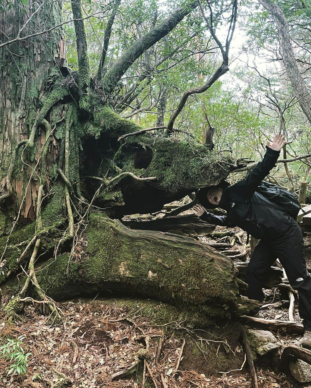 安西幸輝さんのインスタグラム写真 - (安西幸輝Instagram)「山登りしてきました！ 自然だーいすき。 #屋久島 #縄文杉 #常本来たのに登らない #空気読めない人」12月16日 13時04分 - kouki.anzai_official