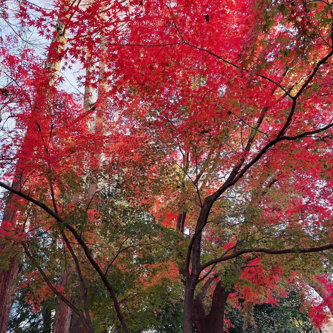 miminekoのインスタグラム：「昨日、ふらりと近所の公園をお散歩していましたが、まだまだ紅葉が綺麗でした〜🍁 皆様は紅葉を楽しみましたか？ ⁡ 今年は暖冬なんでしょうか？ 肌感は冷たいと感じますが、全然寒さを感じずコートを着る機会がないです。 ⁡ それともただ単に、私の内側が燃えているから熱いんでしょうか？ ⁡ 実は今、来年に向けてある事に取り組んでいます。それで12月はバタバタ忙しく、寒さを感じている暇もないのかもしれません。 色々な事を同時進行にしているのですが、まだ秘密なんです🙊💗 皆さんを早く驚かせたいなぁ〜と思っています💕 ⁡ 取り組みながらも、凄く幸せを感じる日々で、本当に、いつも応援してくださってる皆様のおかげなんです。 ⁡ いつもありがとうございます！ ⁡ 少しでも私のできる事で恩返しが出来たら良いなぁと思っています🥰 ⁡ ⁡ #自然はアート #紅葉狩り #youtube占い #オラクルカード #カードリーディング #タロット」