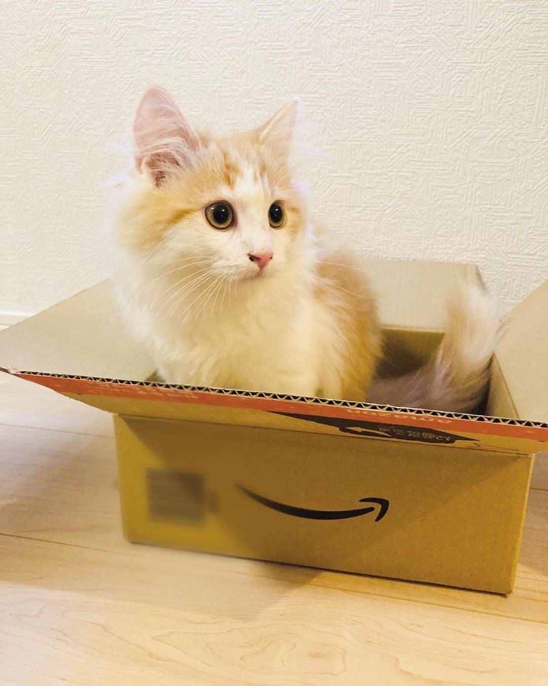 山岸愛梨さんのインスタグラム写真 - (山岸愛梨Instagram)「購入したあったかクッションと猫ヒーターはあまり使ってくれないけど、ビールとAmazonの箱はお気に入りなおもち。まだ寒くないのかな。  #ねこのきもち　#ねこのおもち　#猫　#子猫　#猫のいる暮らし」12月16日 15時34分 - airi_yamagishi