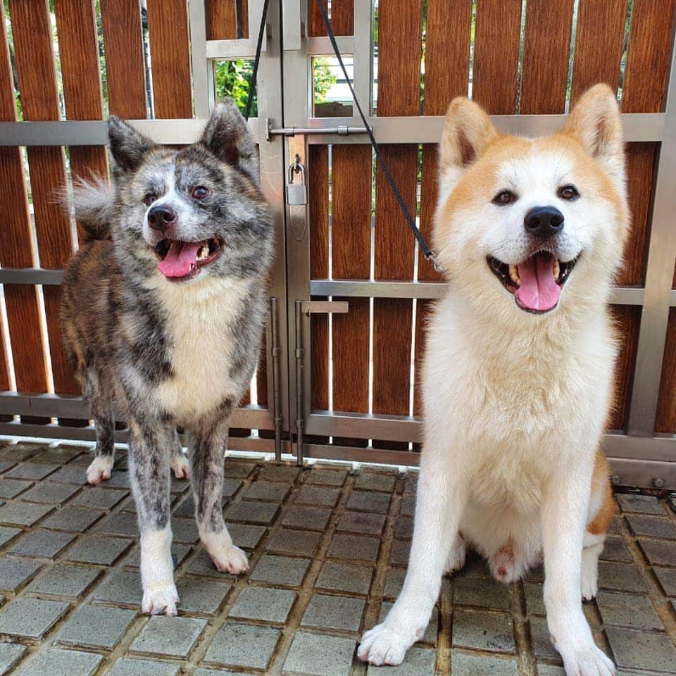 INA. CH KAITO VON JAH SUEDEのインスタグラム：「Just two of us before haru came along 😘😘😘  . . . . . . . . . . . . #akita#akitafeatures#akita_feature#japaneseakita#dog_features#Hatchiko#love#animal#petoftheday#akitaofinstagram#pet#animal#秋田犬#犬#秋田#日本の秋田#日本犬 #大型犬 #日本語 #子犬 #可愛い #doglover#ワンコ大好き倶楽部公式 #photooftheday#akitagram#instapet#dogstagram#dog#puppylove y#INSTAKITA」