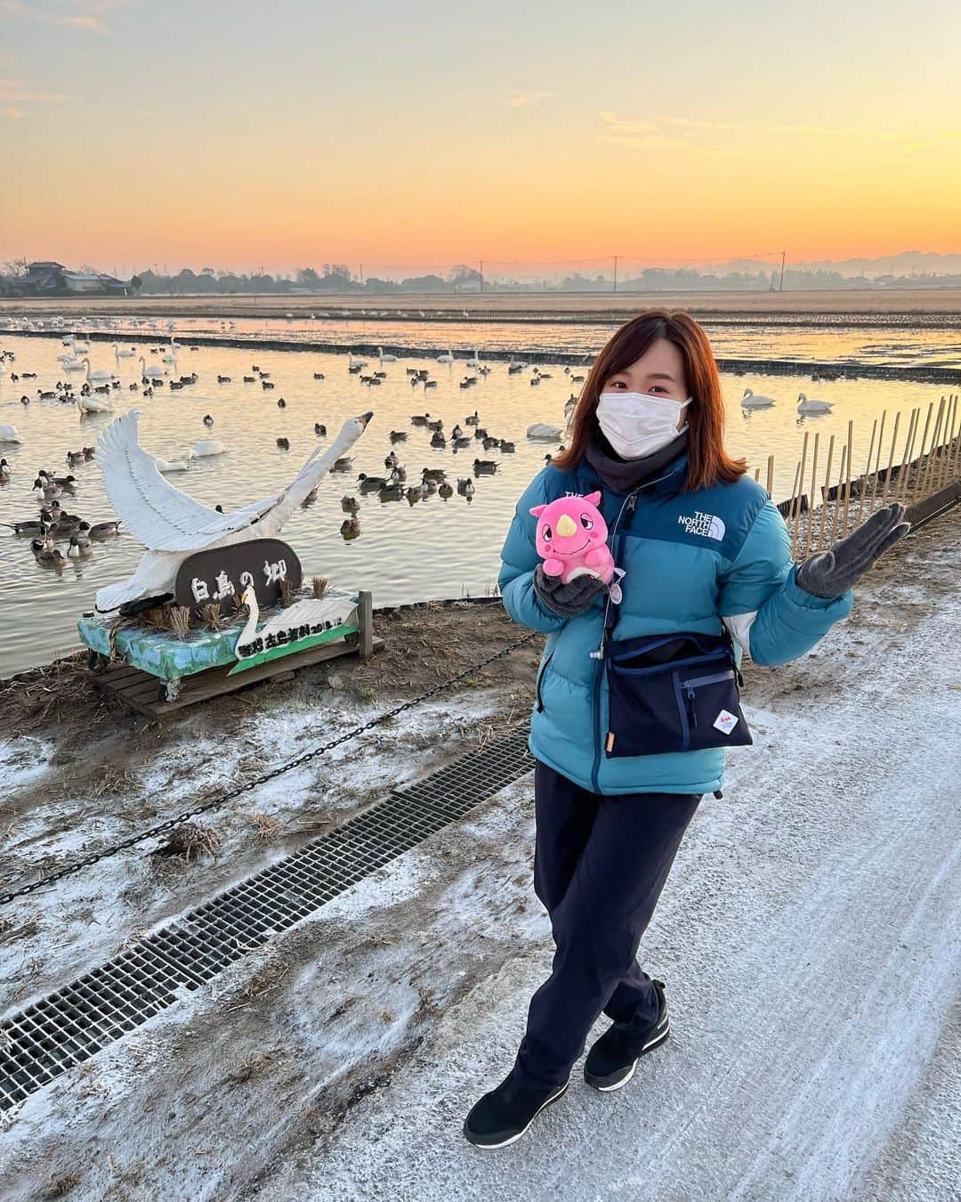 のインスタグラム：「印西市の魅力てんこ盛り中継②→→→→→→ #わたしのno1絶景  #朝6時の絶景time 千葉県印西市、本埜(もとの)白鳥の郷からお伝えしました！ もともと水田で、多い時には1000羽ほどの白鳥が集まる場所。 今朝は565羽の白鳥が！ 子どもたちや地元の方々にも愛され、見守られています🕊 灰色がかった色をしているのが幼鳥だそうです🦢 カモもたくさん🦆癒されました。 白鳥たちがシベリアへと飛び立つ3月頃までは、この場所で見られるとのことです❄️ #thetime_tbs #本埜白鳥の郷  #白鳥 #印西市 #朝は氷点下  #朝焼け #マジックアワー #tbs #tbsアナウンサー #篠原梨菜」
