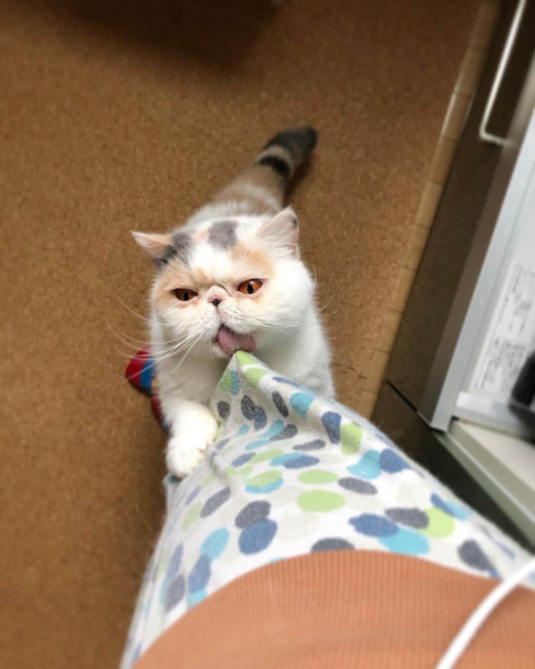 まるのインスタグラム：「* * * NONO #のんちゃんのお手伝い #のんちゃんのタイミングで #ズボンを引きずり下ろす #許す * * * #乃々#igersjp #cutepetclub #weeklyfluff #catstagram #ig_catphoto #instagramjapan #ig_catclub #ilovecat #instacat_meows #ペコねこ部 #みんねこ#ニャンスタグラム#IGersJP #excellent_cats #club_of_cats #happypetclub #cat_of_instagram #a_world_of_cats #catsloverworld #cat_my_boss #catsifinstagram #catloverclub #ふわもこ部#exoticshorthair」