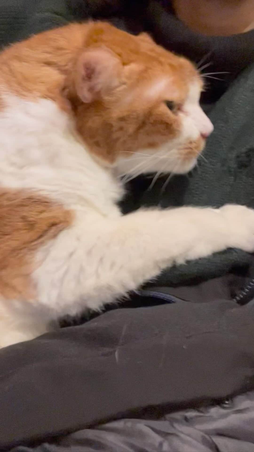 のインスタグラム：「抱っこされていると  眠くなるハナちゃん  ぽっさぽさ   #ハナちゃん  #保護猫  #ねこすたぐらむ   #ねこのきもち   #ねこ部」