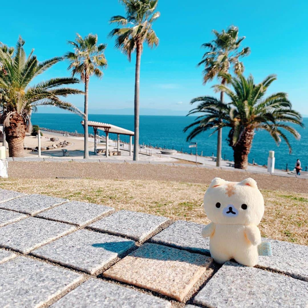 川奈栞さんのインスタグラム写真 - (川奈栞Instagram)「静岡旅行に来てるコロニャ🐱🌴ポカポカです☀️☀️☀️ ⠀ ⠀ #plushie #plushies #plushiesofinstagram #toytravel #corocorocoronya #plushiecommunity #ころころコロニャ #ころころコロニャ応援団 #코로코로코로냐 #にゃんすたぐらむ #ぬい撮り #ぬいぐるまー #卷卷面包猫」12月17日 9時38分 - nyankee_coronya