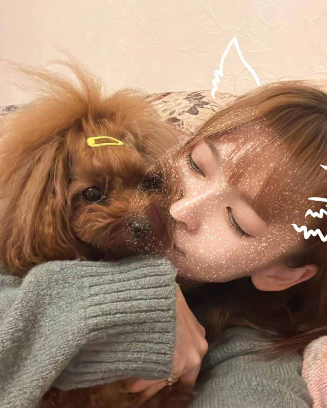 町田亜里香のインスタグラム：「ふわふわ❤️𓂃𓂂𑀀  事故画  #プードル #プードルレッド  #トイプードル  #わんこのいるくらし🐶」