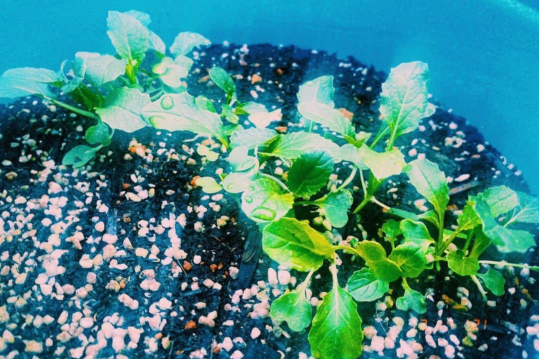 平祐奈さんのインスタグラム写真 - (平祐奈Instagram)「🌱💚🌱 ちょっと会わない間に立派に 成長してくれていたほうれん草と小松菜。  地方に行っている間心配だったけど 今の季節は育てやすくていいですね☺︎  ひゃー無事で良かった良かった。 小松菜もキラキラ輝いて見えるよ✨ あ、それはカメラのせいかっ #祐奈の生活日記」12月17日 18時26分 - yunataira_official