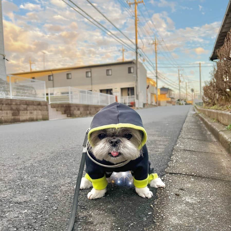 もえむさんのインスタグラム写真 - (もえむInstagram)「『綺麗な夕焼けが私の集中力を高めてくれるんです。(12歳、女性)』 #キラキラタイム💩 #真顔で集中  #ビープルわんにゃんクリスマス2021」12月17日 19時37分 - moem_n