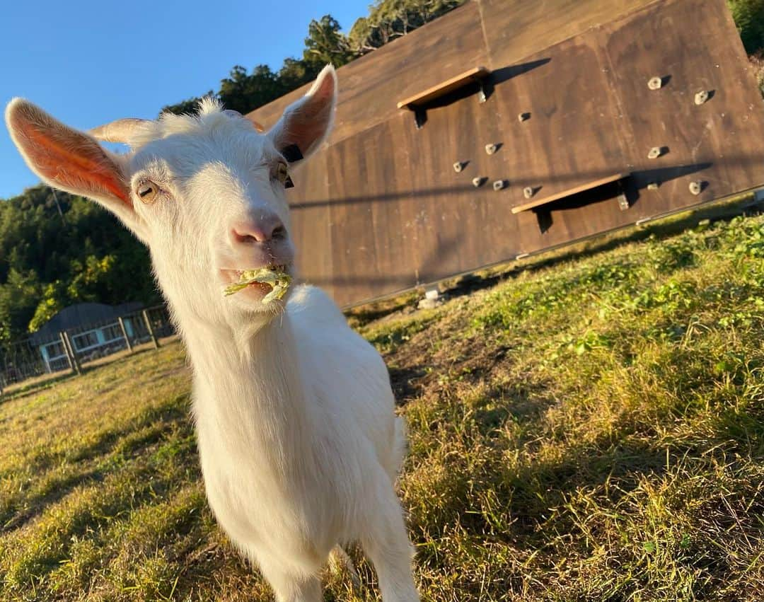 天才！志村どうぶつ園のインスタグラム