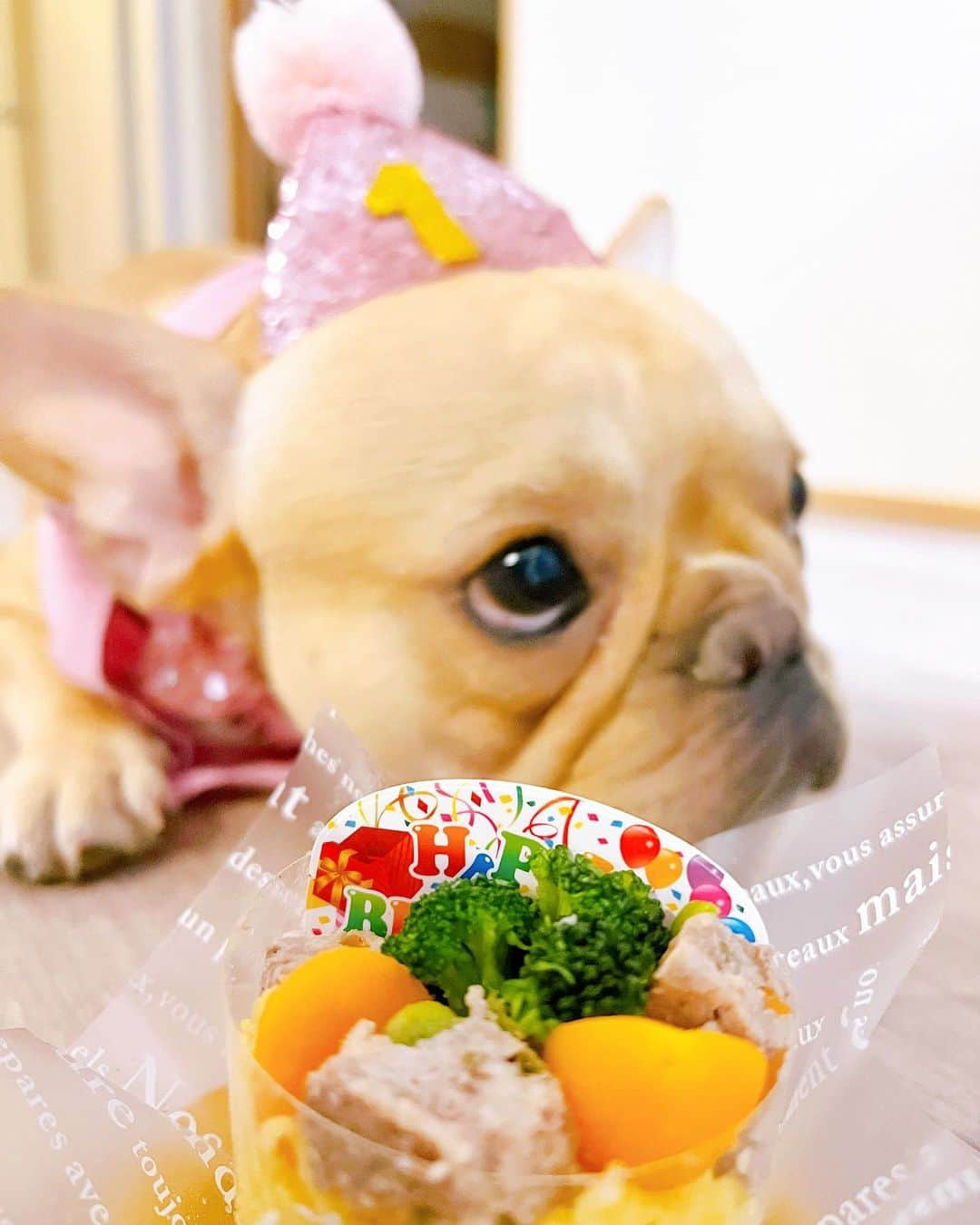 黒ユイさんのインスタグラム写真 - (黒ユイInstagram)「🍰 マロンが1歳になりました❤️🎂 もうパピーちゃんじゃないね☺️✨ お誕生日は特別にドックフード以外で ポークソテーとベジタブルケーキ🎂 喜んでました💖 優しくて甘えたで暴れん坊で 毎日笑わせてくれる大切な家族✨ そんなマロンが素敵な1歳を 過ごせますように❤️ ママもダディもマロンを愛しています💋 I love you very much!」12月17日 20時37分 - yui_my_life