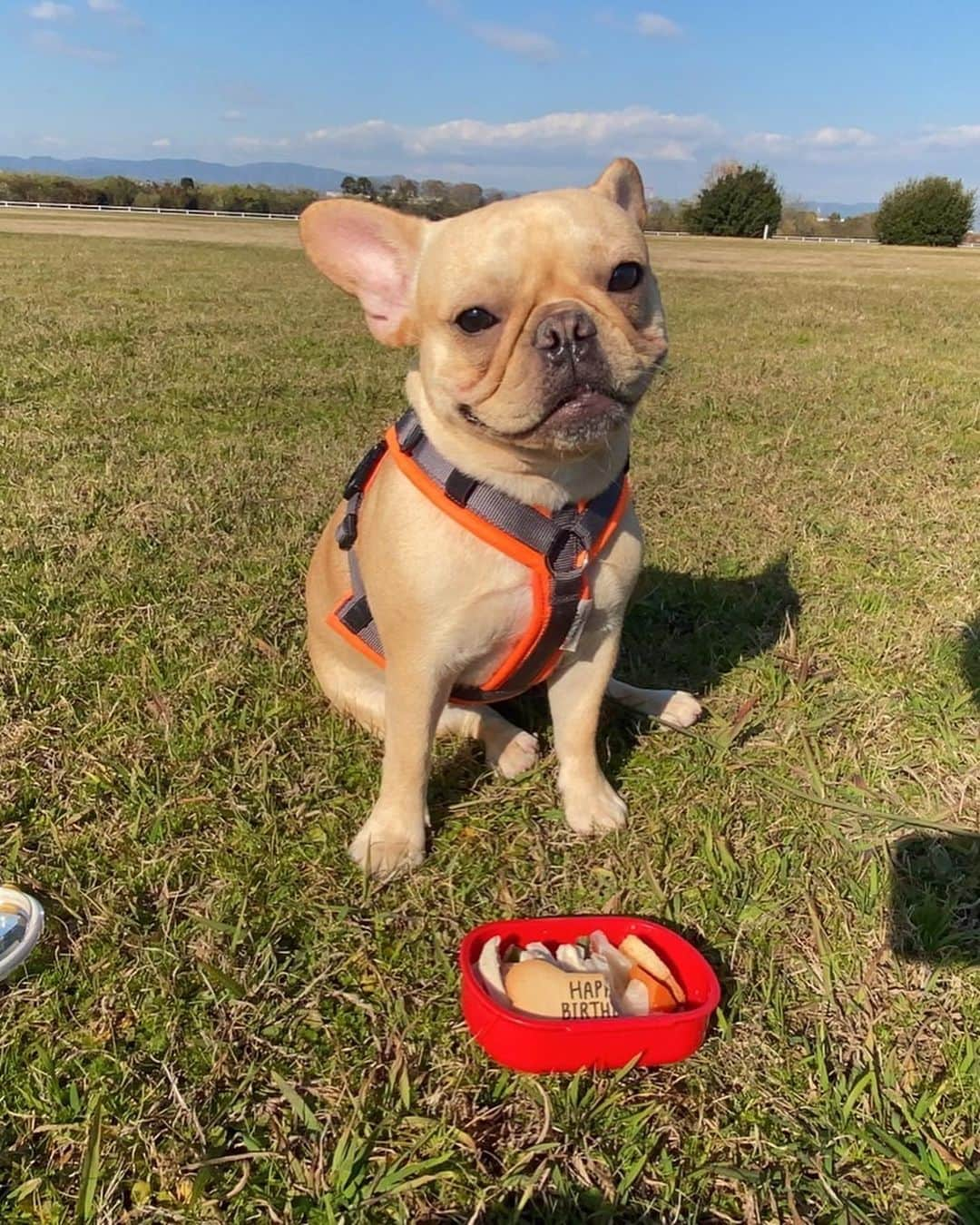 黒ユイさんのインスタグラム写真 - (黒ユイInstagram)「🍰 マロンが1歳になりました❤️🎂 もうパピーちゃんじゃないね☺️✨ お誕生日は特別にドックフード以外で ポークソテーとベジタブルケーキ🎂 喜んでました💖 優しくて甘えたで暴れん坊で 毎日笑わせてくれる大切な家族✨ そんなマロンが素敵な1歳を 過ごせますように❤️ ママもダディもマロンを愛しています💋 I love you very much!」12月17日 20時37分 - yui_my_life