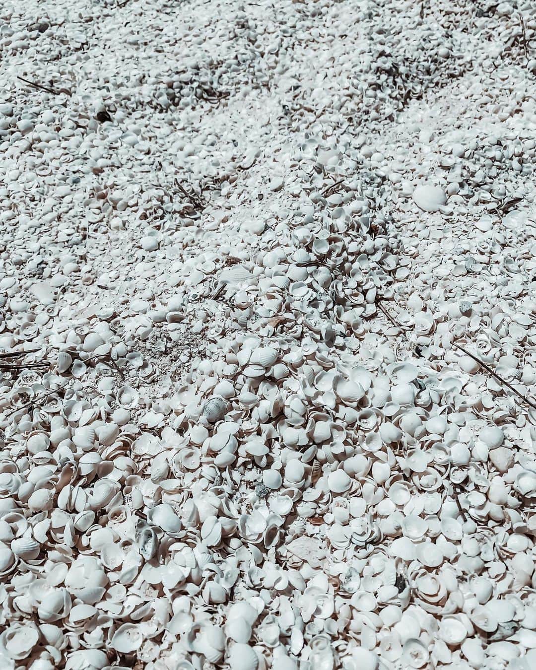 のインスタグラム：「Shell...🐚💙  ┈┈┈┈┈┈┈┈┈┈ 🇦🇺#australia #オーストラリア  📍#shellbeach」