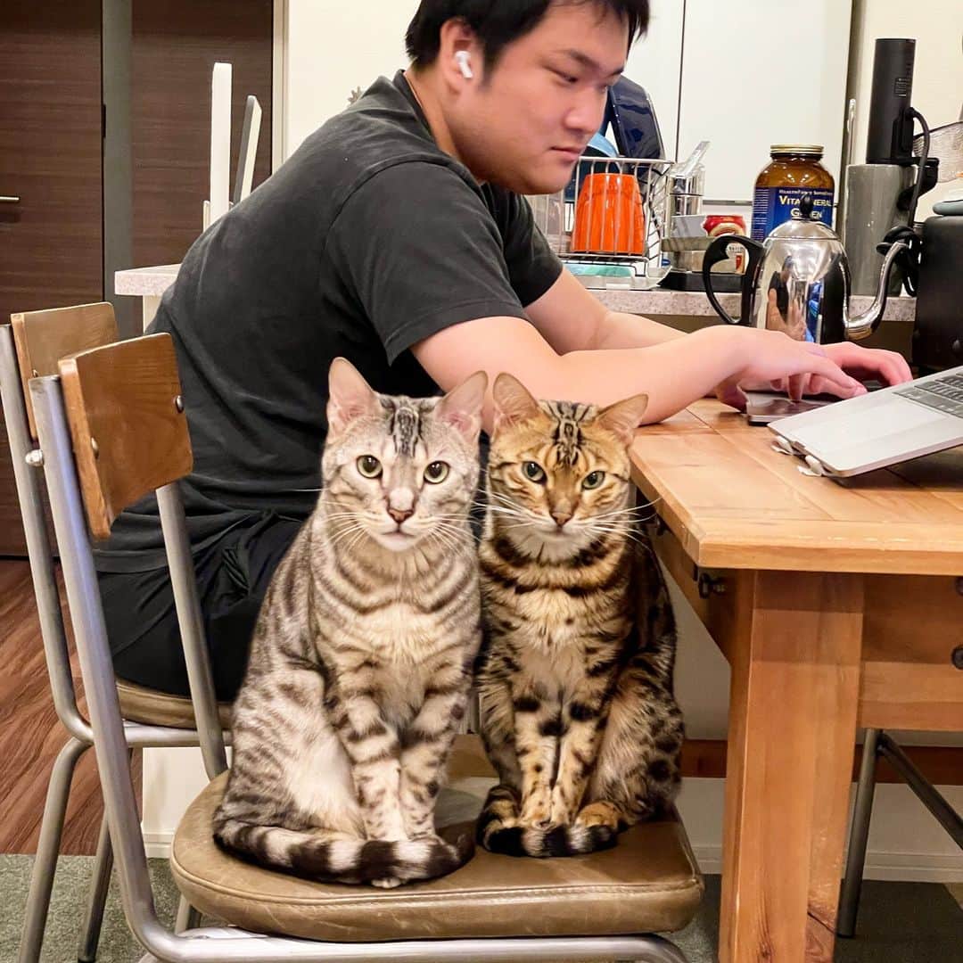 トミックのインスタグラム：「タイトル：いつからいたん!?  #トミスタj  #トミック #youtuber  #youtuber好きな人と繋がりたい  #猫 #cat #喋る猫　#芸をする猫  #ルトロゼ」