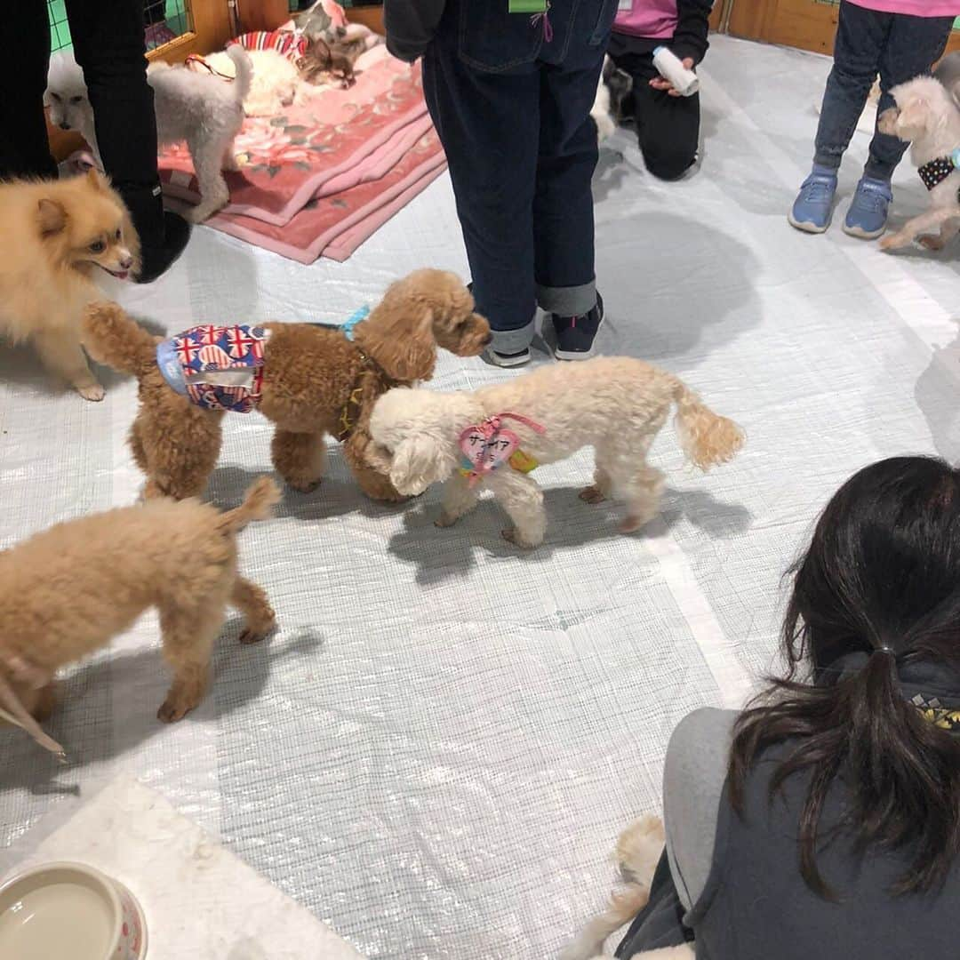 大原かおりさんのインスタグラム写真 - (大原かおりInstagram)「先日、有明にある『スモールワールズTOKYO』のPetDayに遊びに行ってきました🐶😻💞 @smallworlds_official  会場で、 とよた真帆さん @maho_toyota  さとう珠緒ちゃん @tamao_satoh  マルゴ&ミネットちゃんママ @isudarie  に会えました😋💕  通常日はワンちゃん&ネコちゃんはNGですが、 PetDayのみ一緒に入れます。 次回は、明日と明後日の 12月18,19日(土,日)にPetDayが開催されます🗓✨  動物保護活動の譲渡会もあって、可愛くて人懐こいワンちゃん&ネコちゃんにも癒されました！！ Do One Goodさんが、 @doonegood  保護犬・保護猫の譲渡会を運営してくださっています。  会場内に里親募集している子の写真が常時貼ってあったりと。。 本当に素敵な方達がワンちゃん&ネコちゃんの家族を探してくれていて心が温かくなりました🐶😽🏠💝  譲渡会も定期的に開催されたり、ペットを抱っこして 3Dも作れるので是非行って見てください❣️ 詳細は @smallworlds_official のホームページを ご覧くださいませっ🐶😽✨  ⭐️スモールワールズTOKYO⭐️ 東京都江東区有明1丁目3ー33 ⑅*⸌◡̈⸍*⑅  #スモールワールズ東京 #スモールワールズトーキョー #有明 #PetDay #譲渡会 #犬猫 #里親募集 #とよた真帆 さん #さとう珠緒 ちゃん#マルゴ #ミネット #いつもありがとう😊」12月17日 22時10分 - oharagaori_otty