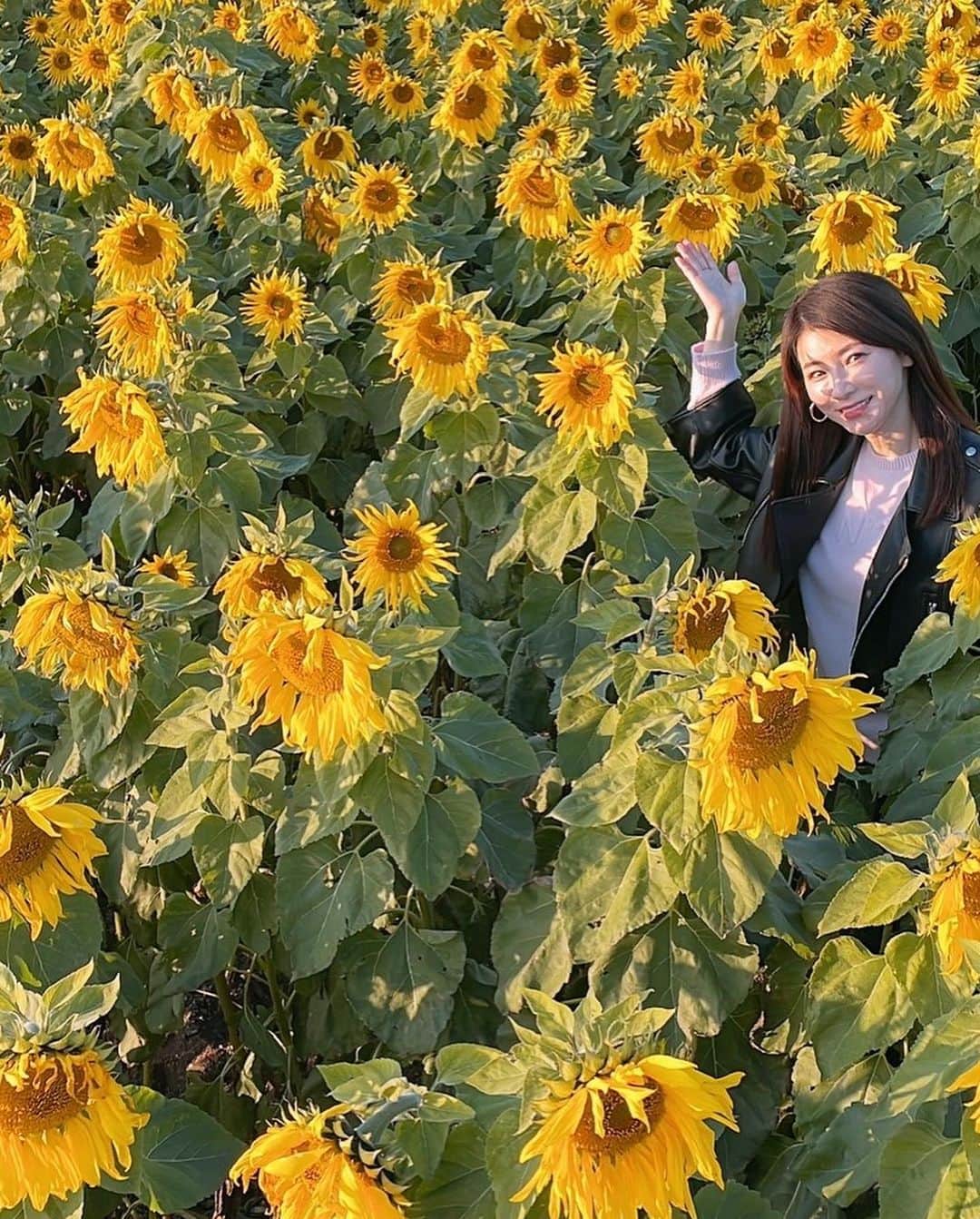 水谷雅子さんのインスタグラム写真 - (水谷雅子Instagram)「日間賀島に続いて帰りに花いちばに行きました。🚗🎶🎶🎶 12月中旬なのに向日葵がたくさん咲いているなんて！驚き❣️ 一面向日葵🌻感動しました☺️💓 いつか向日葵畑で写真を撮ってみたい！と思っていましたからね。 嬉しすぎて何枚も撮りましたよ。 最後のコスモス畑で飛ぶのをスタンバイする雅子😂 #観光農園花ひろば#知多半島南知多 #向日葵畑#コスモス畑  #テンション上がる #花大好き #素敵な場所#リフレッシュ #最高な一日#思い出に残るドライブ #いつもありがとう #水谷雅子#水谷雅子beautybook50の私  #水谷雅子の美容の秘訣シリーズ @naoko2.28」12月17日 22時19分 - mizutanimasako